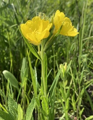 Oenothera sessilis