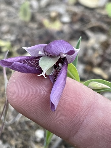 Purple fairy-lantern (Calochortus amoenus)