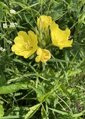 Oenothera sessilis