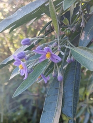 Solanum nitidum