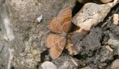 Leptostales rubromarginaria