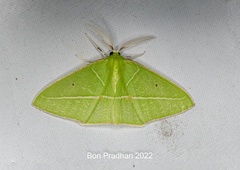 Tanaoctenia haliaria