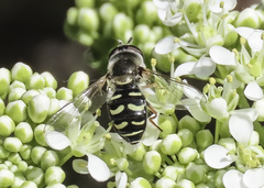 Eupeodes volucris