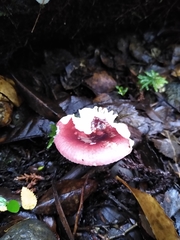Russula nothofaginea