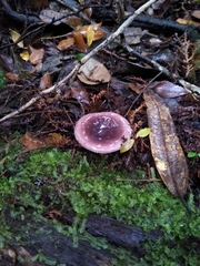 Russula nothofaginea