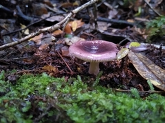 Russula nothofaginea