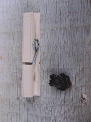 Parawixia bistriata