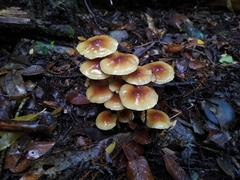 Cortinarius austroturmalis