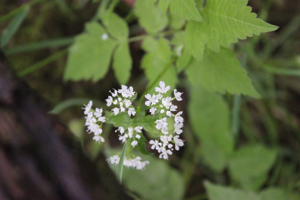 sweet cicely from Franklin County, MO, USA on April 29, 2022 at 05:38 ...