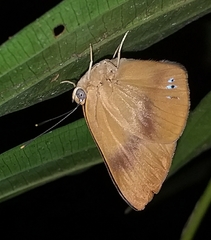 Theope publius publius