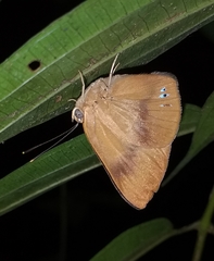 Theope publius publius