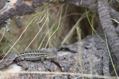 Sceloporus scalaris