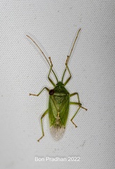 Urostylididae