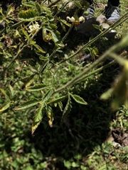 Nasa triphylla triphylla