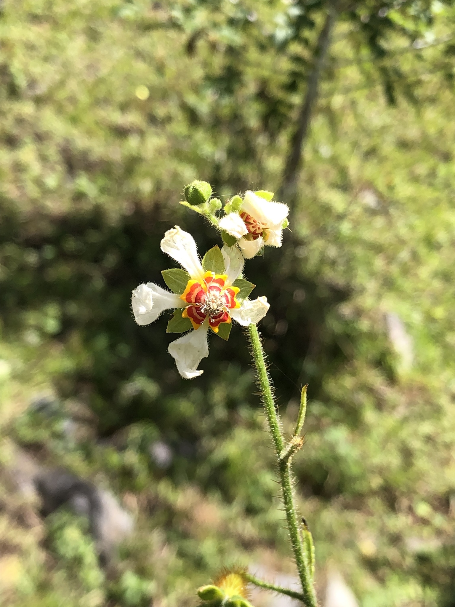 Loasaceae image