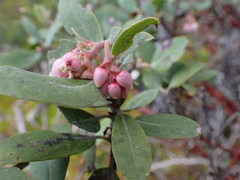 Arctostaphylos columbiana
