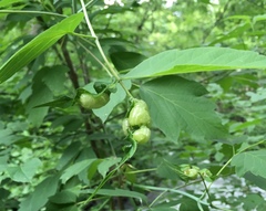 Contarinia negundinis