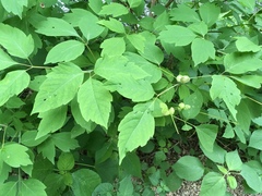 Contarinia negundinis