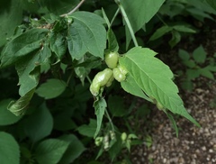 Contarinia negundinis