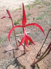 Sprekelia formosissima