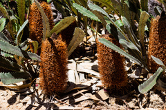 Banksia gardneri