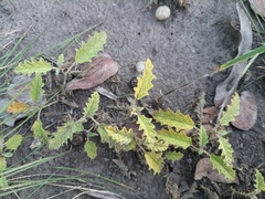 Solanum juvenale