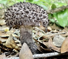 Strobilomyces strobilaceus image