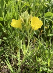 Oenothera sessilis