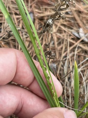 Dichanthelium linearifolium