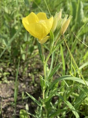 Oenothera sessilis