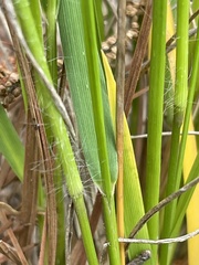 Dichanthelium linearifolium