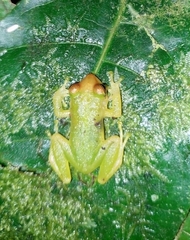 Pristimantis moro