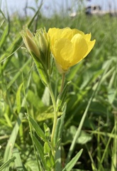 Oenothera sessilis