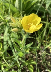 Oenothera sessilis