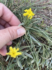 Lithospermum incisum