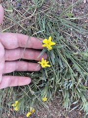 Lithospermum incisum