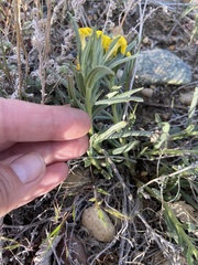 Lithospermum incisum