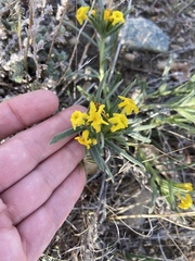 Lithospermum incisum
