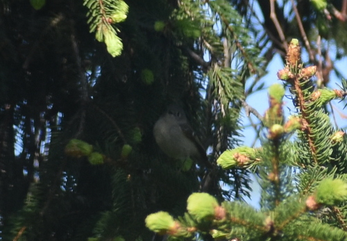 Ruby-crowned Kinglet photographed in Indiana