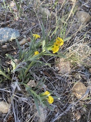 Lithospermum incisum