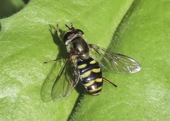 Eupeodes fumipennis