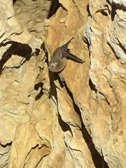 Peropteryx macrotis