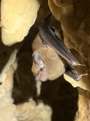 Peropteryx macrotis