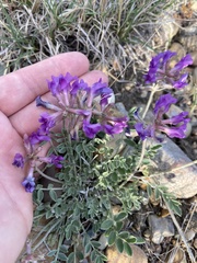 Astragalus missouriensis