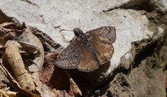 Erynnis afranius