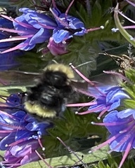 Bombus vandykei