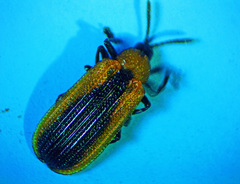 Odontota dorsalis