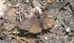 Erynnis afranius