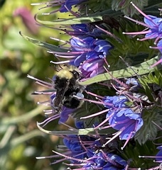 Bombus vandykei