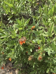 Anastrus sempiternus sempiternus